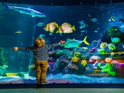 Sealife Oberhausen Kind vor Aquarium