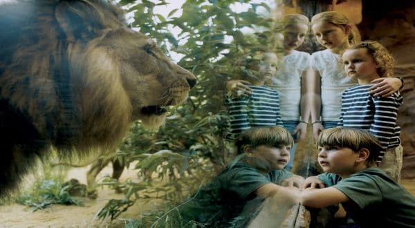 Zoom Erlebniswelt Löwe mit Kindern
