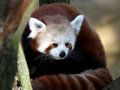 ZOOM Waschbär