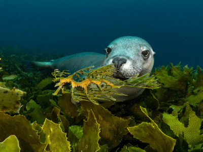 Seehund unter Wasser im Meer