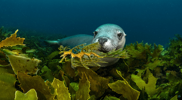 Seehund unter Wasser im Meer